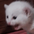 AAAAAA cat