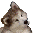 Confused dog animated emoji