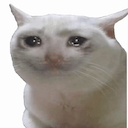 Cry cat