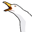 Gull scream