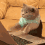 Typing cat emoji
