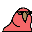 Congapartyparrot