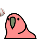 Playcatchrightparrot